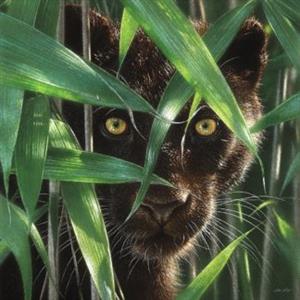 Wild Eyes 